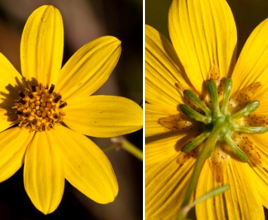 Coreopsis tripteris