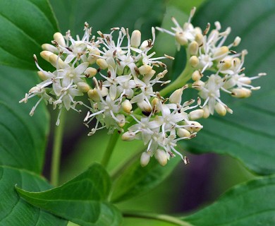 Cornus alternifolia