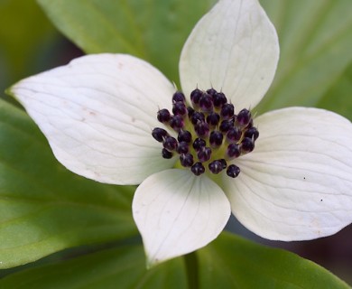 Cornus canadensis