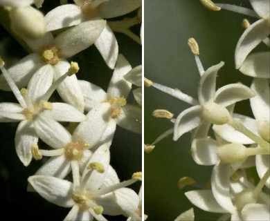 Cornus drummondii