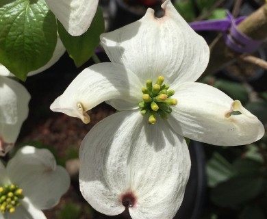 Cornus florida