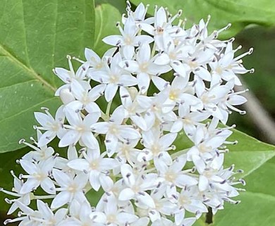 Cornus foemina