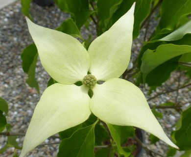 Cornus kousa