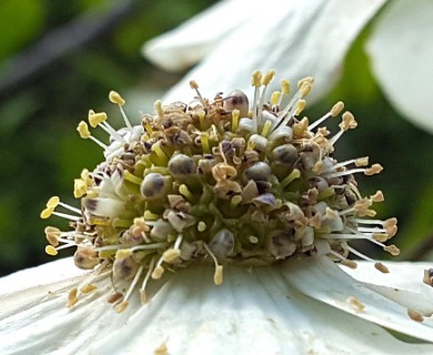 Cornus nuttallii