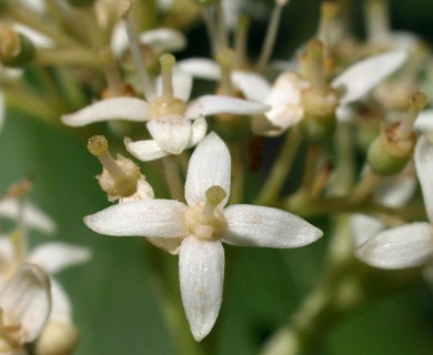 Cornus racemosa