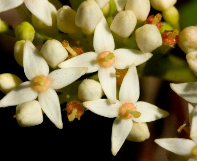 Cornus sericea