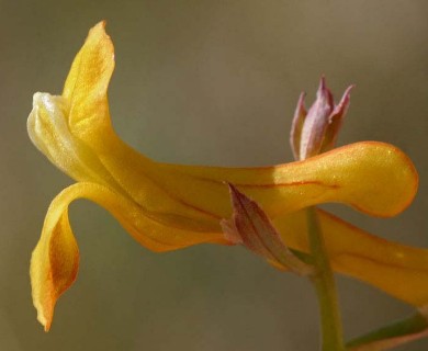 Corydalis aurea