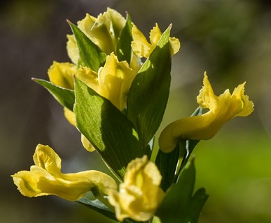 Corydalis flavula