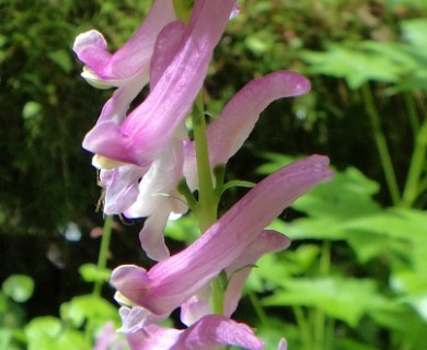 Corydalis scouleri