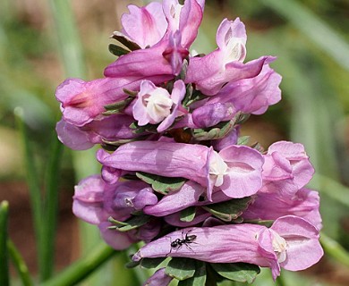Corydalis solida