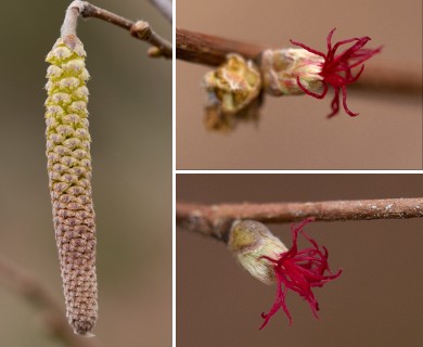 Corylus americana