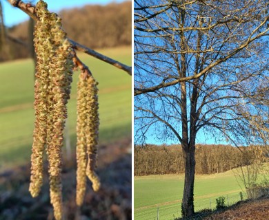 Corylus colurna