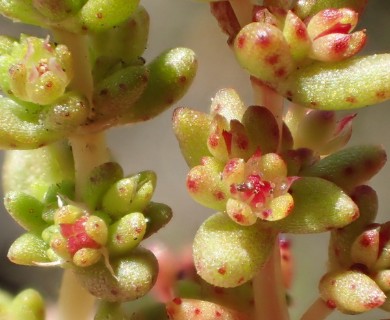 Crassula connata