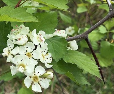 Crataegus chrysocarpa