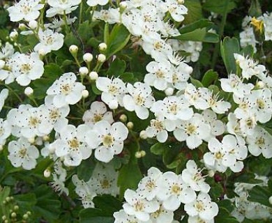 Crataegus monogyna