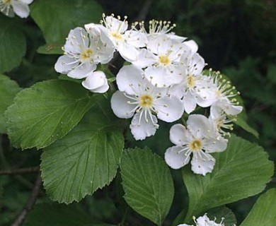 Crataegus punctata