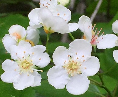 Crataegus viridis