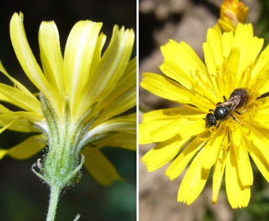 Crepis capillaris