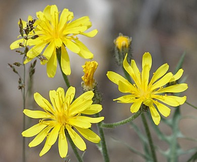 Crepis modocensis