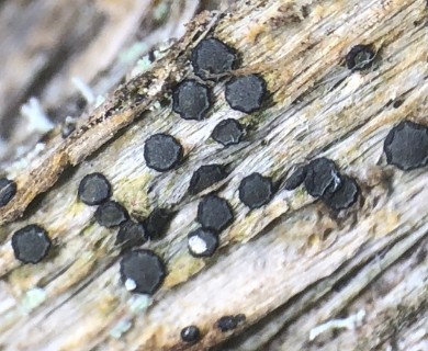 Cresponea chloroconia