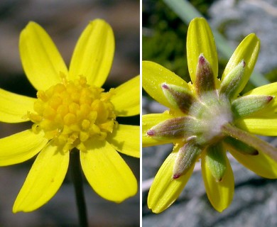 Crocidium multicaule