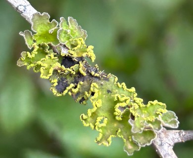 Crocodia aurata
