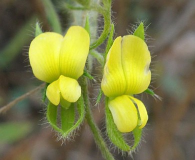 Crotalaria sagittalis