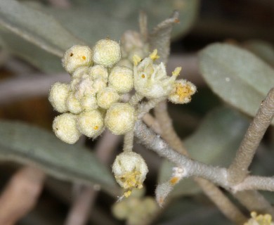 Croton californicus