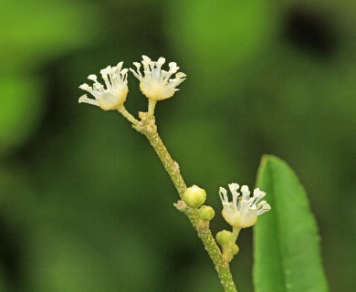 Croton linearis