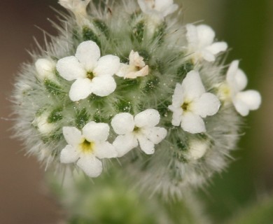 Cryptantha torreyana