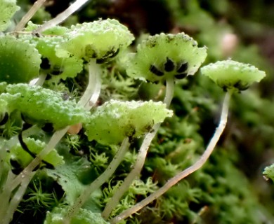 Cryptomitrium tenerum