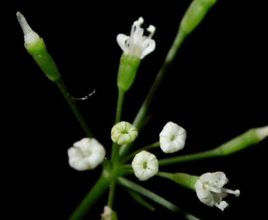 Cryptotaenia canadensis