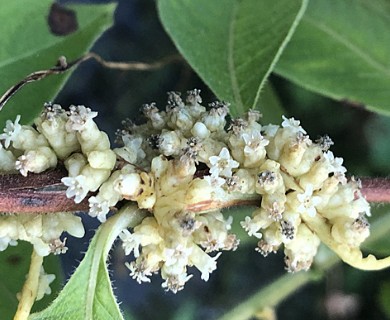 Cuscuta compacta