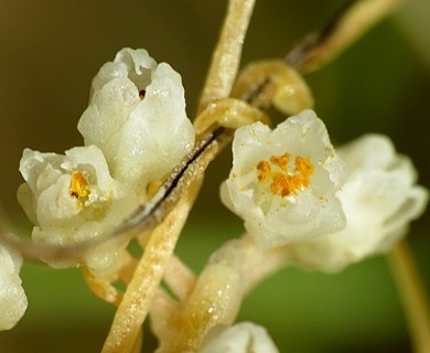 Cuscuta indecora