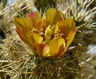 Cylindropuntia acanthocarpa