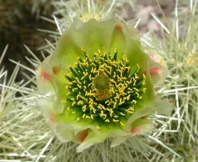 Cylindropuntia bigelovii