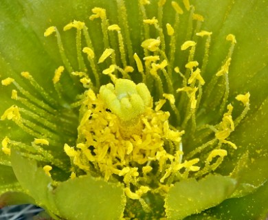 Cylindropuntia echinocarpa