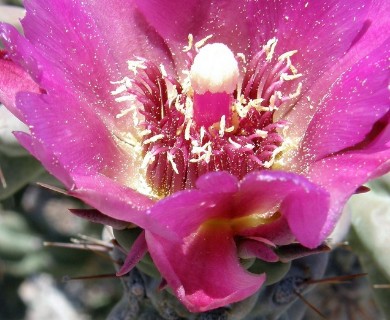 Cylindropuntia imbricata