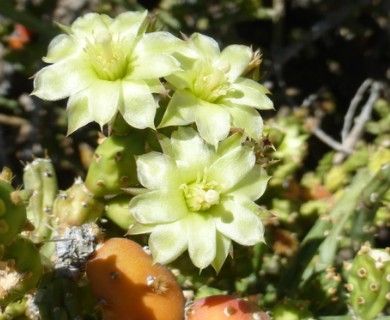 Cylindropuntia leptocaulis