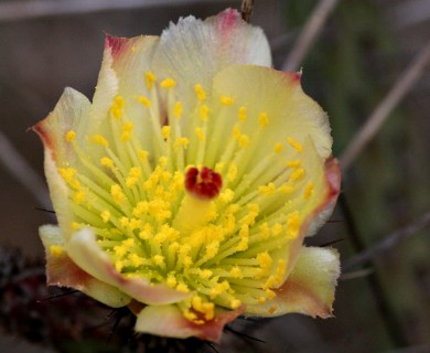 Cylindropuntia tesajo