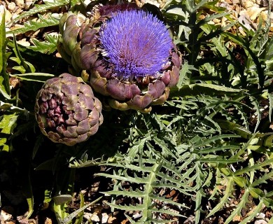 Cynara cardunculus