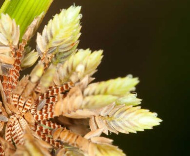 Cyperus drummondii