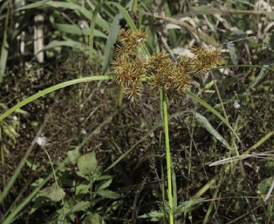 Cyperus odoratus