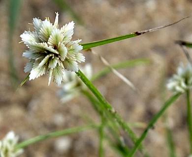 Cyperus seslerioides