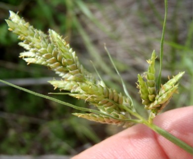 Cyperus sphaerolepis