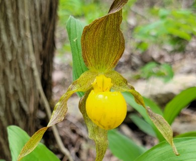 Cypripedium parviflorum