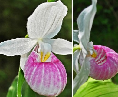 Cypripedium reginae