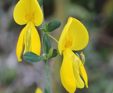 Cytisus scoparius