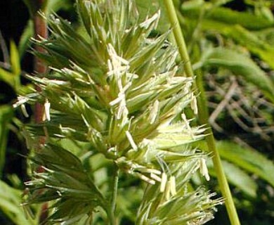 Dactylis glomerata