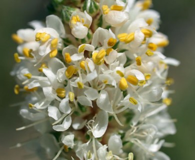 Dalea candida